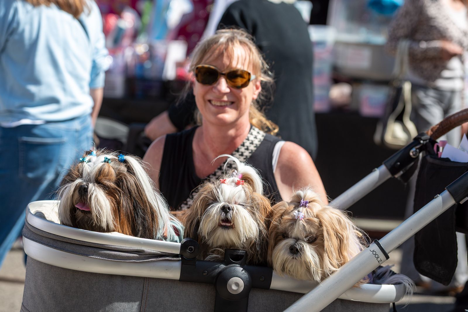 Three fluffy dogs riding in a pram through the festival